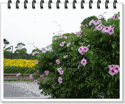 c0125501_6293063.gif