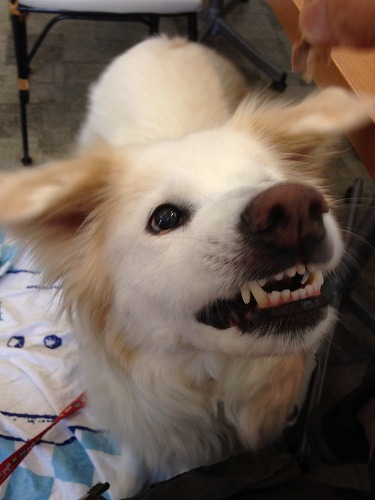 ドッグカフェ プティシアン 町田市 Islay And Pals アイラと素敵な仲間達blog Islay The Mutt ドッグカフェ プティシアン 町田市 Islay And Pals アイラと素敵な仲間達blog Islay The Mutt