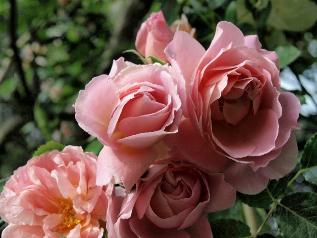 ギヨの薔薇 デリアとソニアリキエル : rose basket