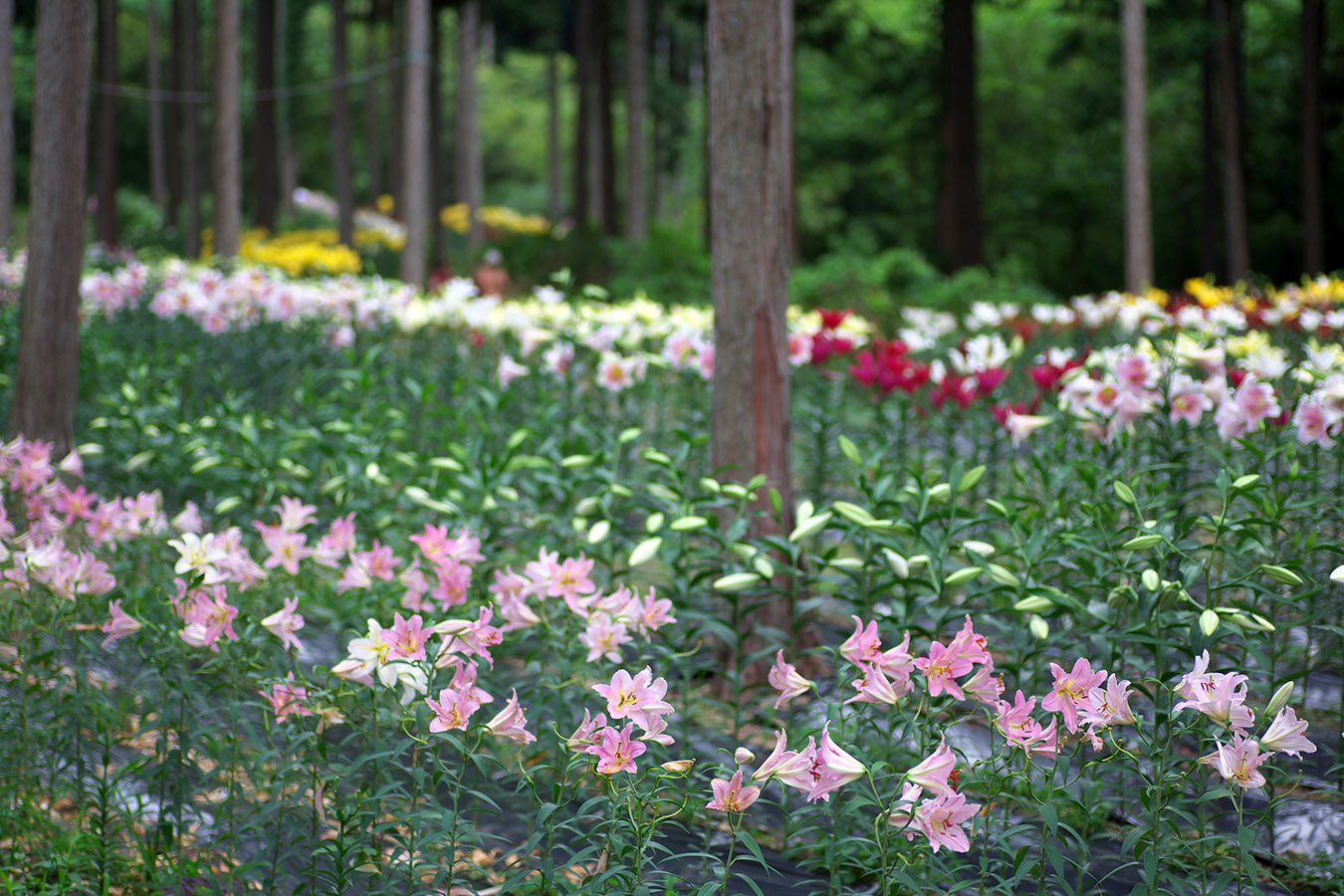 谷汲ゆり園2014_c0115616_2157569.jpg