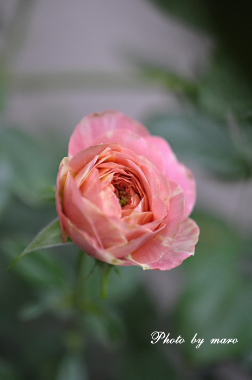 ベランダの薔薇ちゃま と 麻呂犬さんの体重計♪♪_e0160417_1141249.jpg