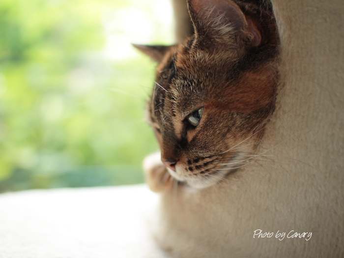 一日中雨の静かなる幸せ　 眠り猫たちと　2014/6/28_d0129921_20153787.jpg