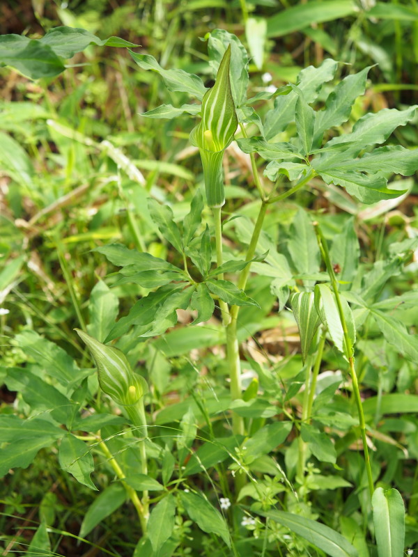 f0330321_2114348.jpg