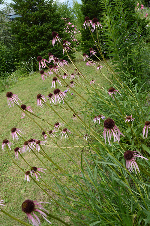 c0107129_4453419.jpg