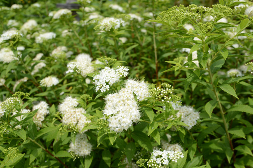 c0107129_4461310.jpg