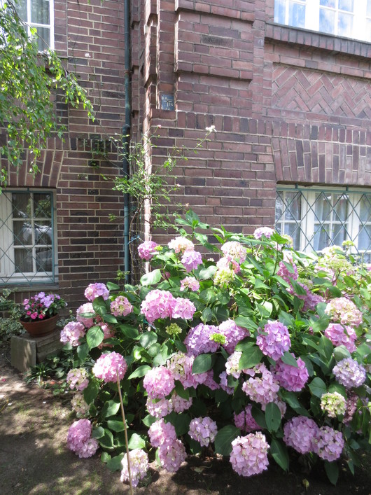 梅雨のないドイツの ６月の花たち Les Ptits Bonheurs