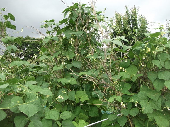 雨の後の草取りは...少しは楽です。_b0137932_11463216.jpg