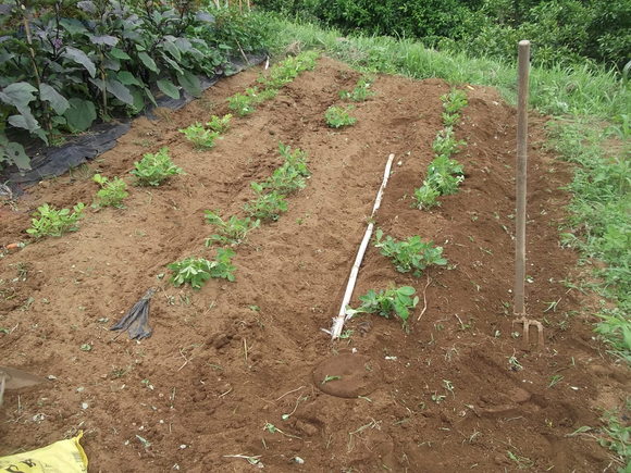 雨の後の草取りは...少しは楽です。_b0137932_11483720.jpg