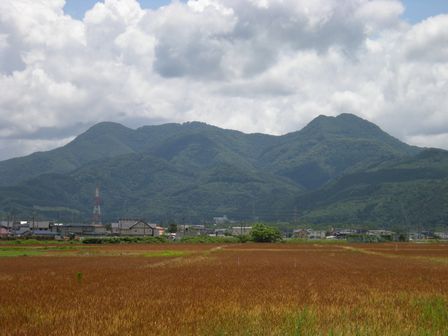 岩手内陸は、麦秋です。_b0206037_21122550.jpg