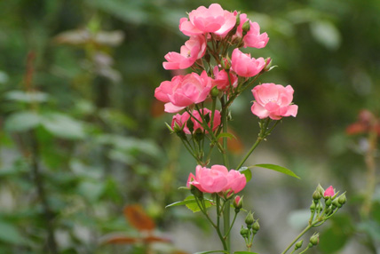 水元公園のバラ rose_f0206939_19123073.jpg