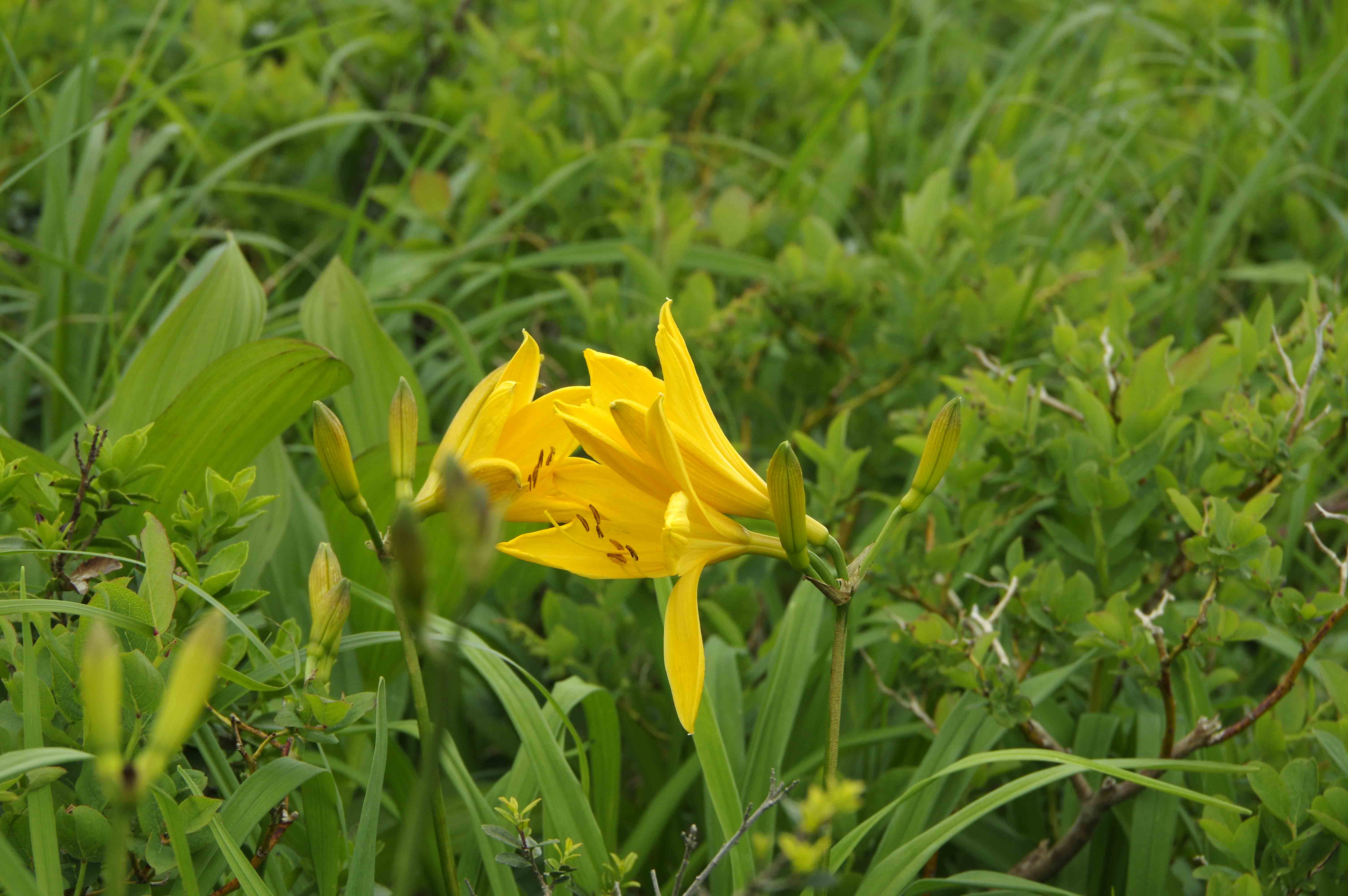 キヌガサソウ山行      (神室山 役内～西ノ又川)_d0237340_22253787.jpg