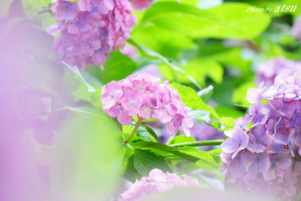 藤森神社の紫陽花-2_d0250840_116043.jpg