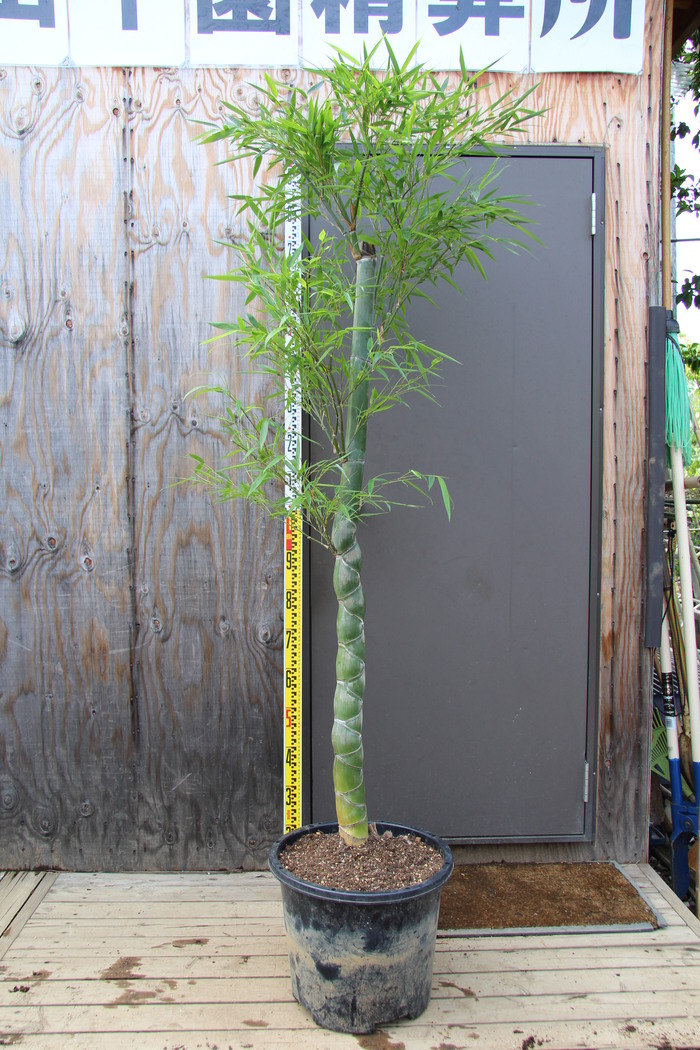 キッコウチク 亀甲竹 穴無し 極上品 販売 画像 写真 価格 値段 庭木 安行 植木 田中園 Shop Tanakaen Jp Web Magazine キッコウチク 亀甲竹 穴無し 極上品 販売 画像 写真 価格 値段 庭木 安行 植木 田中園 Shop Tanakaen Jp Web Magazine