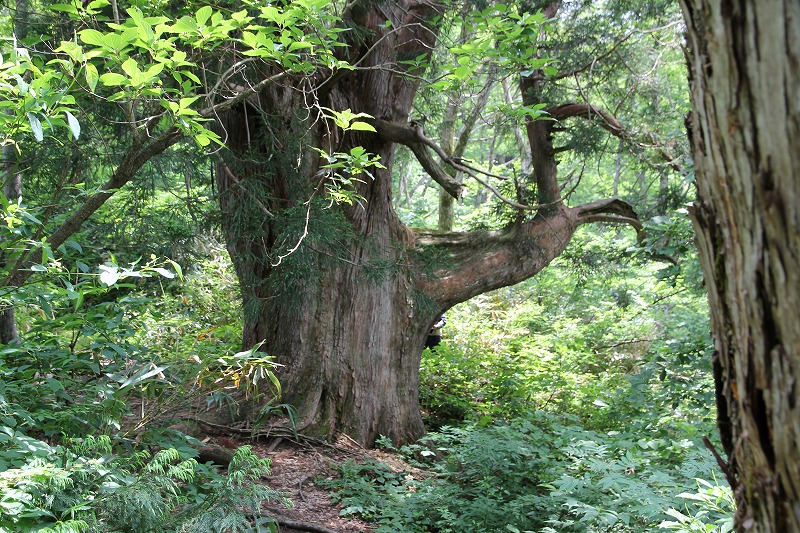 上市町馬場島の立山杉巨木探訪_a0185545_091644.jpg