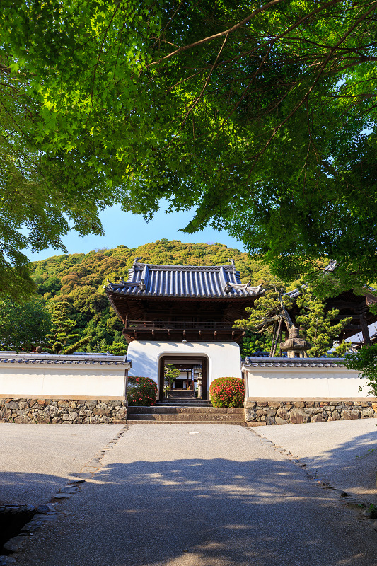 夕照に輝くサツキ（宇治・興聖寺）_f0155048_1649311.jpg