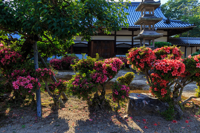 夕照に輝くサツキ（宇治・興聖寺）_f0155048_1742043.jpg