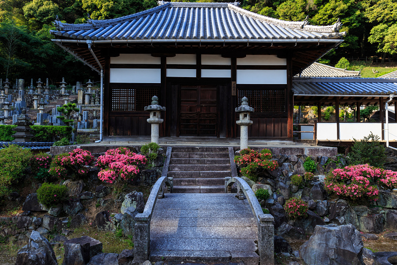 夕照に輝くサツキ（宇治・興聖寺）_f0155048_178339.jpg