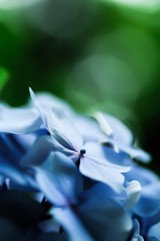 Hydrangea_d0109653_0359.jpg