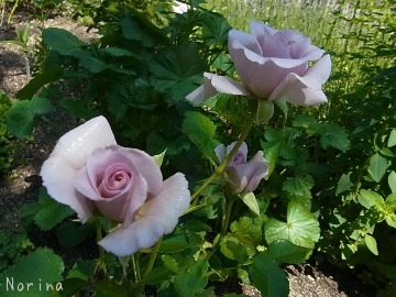 バラとシャクヤクとカンパニュラと、、_e0326953_17534554.jpg