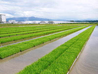 七城米 長尾農園 平成26年度の田植えに密着取材!!その2(欠株を作らないためにこだわりの苗床)_a0254656_18111514.jpg