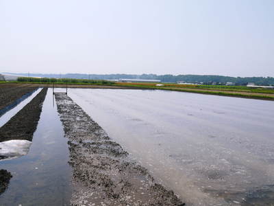 七城米 長尾農園 平成26年度の田植えに密着取材!!その2(欠株を作らないためにこだわりの苗床)_a0254656_1829384.jpg