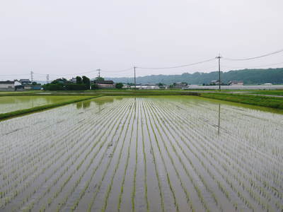 七城米 長尾農園 平成26年度の田植えに密着取材!!その2(欠株を作らないためにこだわりの苗床)_a0254656_1844898.jpg