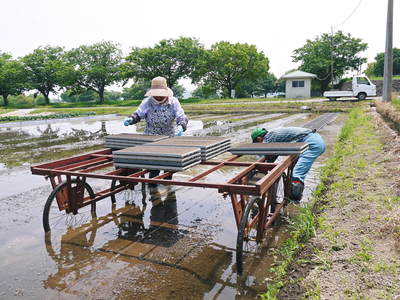 七城米 長尾農園 平成26年度の田植えに密着取材!!その2(欠株を作らないためにこだわりの苗床)_a0254656_18522267.jpg