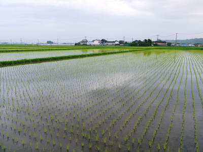 七城米 長尾農園 平成26年度の田植えに密着取材!!その2(欠株を作らないためにこだわりの苗床)_a0254656_1915977.jpg