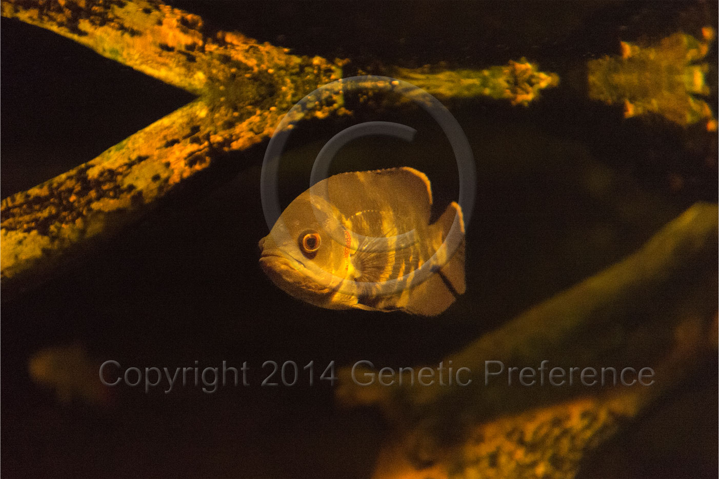 須磨水族園2014初夏 Vol.9_a0111162_15152.jpg