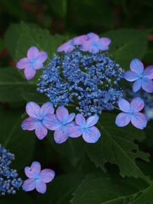 梅雨空に紫陽花_b0160363_0345936.jpg