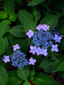 梅雨空に紫陽花_b0160363_0351262.jpg