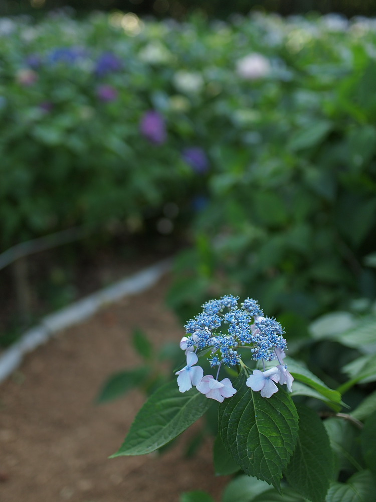 紫陽花　2014　　万博公園　　 　　　　　　　　　　　　　　　　　　　　　　　　　_f0021869_21363098.jpg