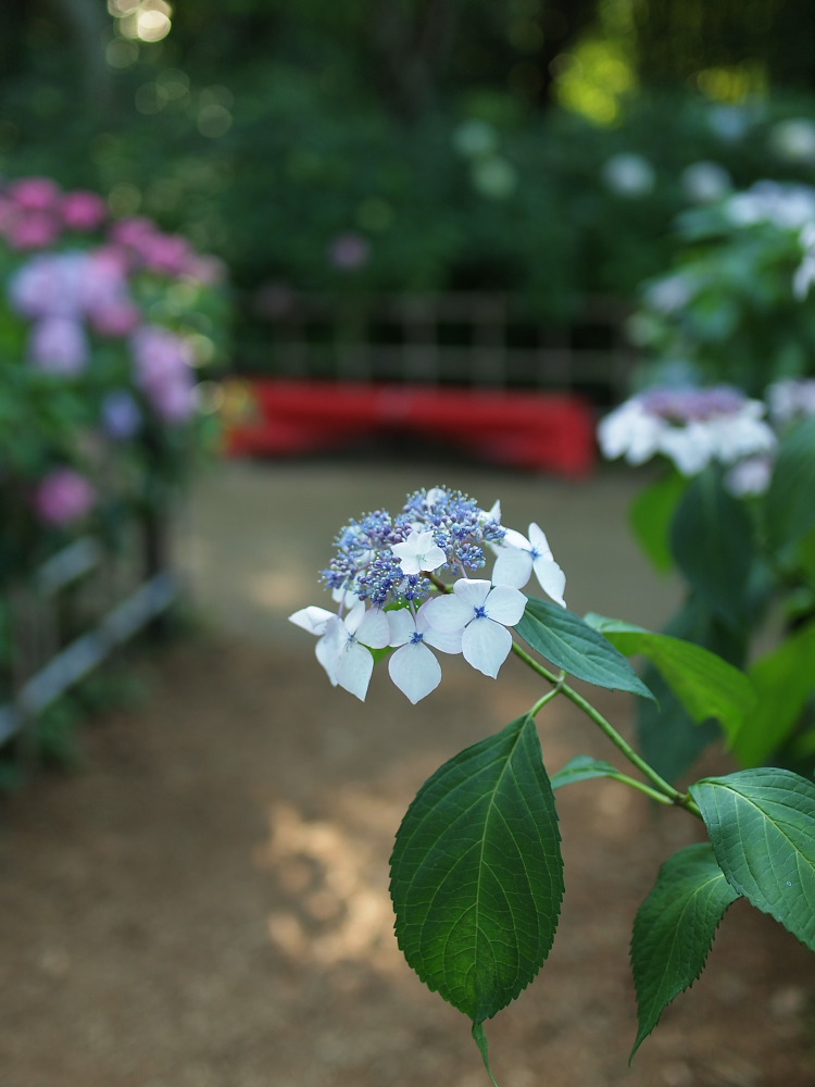 紫陽花　2014　　万博公園　　 　　　　　　　　　　　　　　　　　　　　　　　　　_f0021869_21373168.jpg