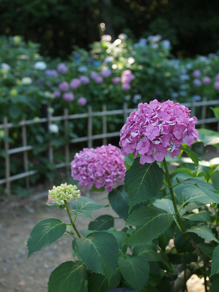 紫陽花　2014　　万博公園　　 　　　　　　　　　　　　　　　　　　　　　　　　　_f0021869_21375497.jpg