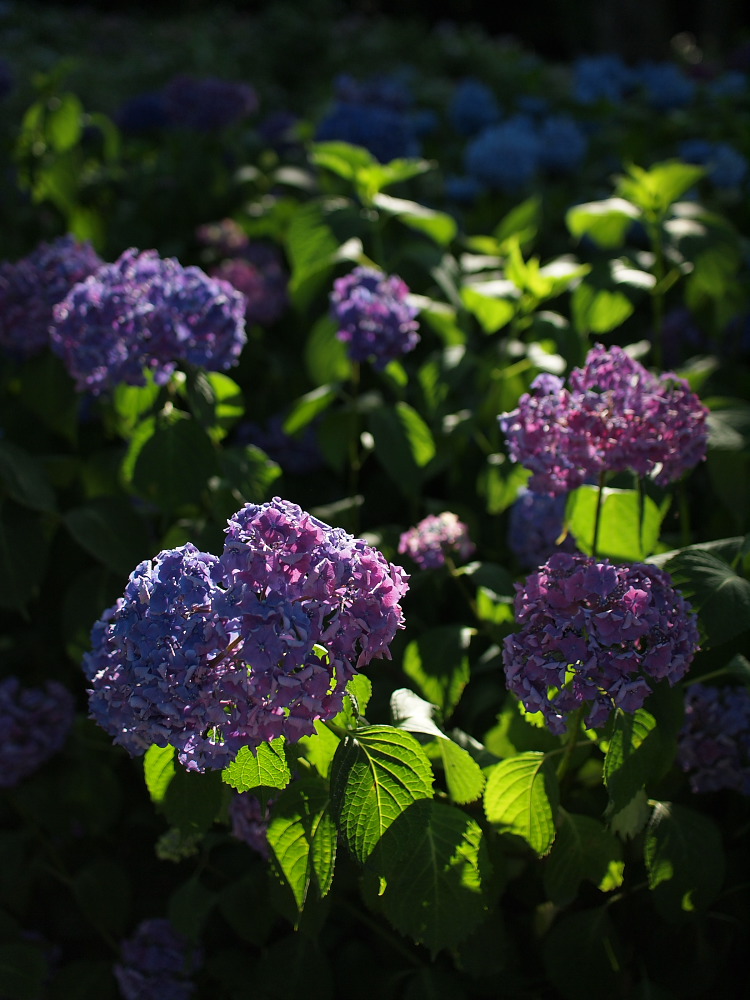 紫陽花　2014　　万博公園　　 　　　　　　　　　　　　　　　　　　　　　　　　　_f0021869_21422369.jpg