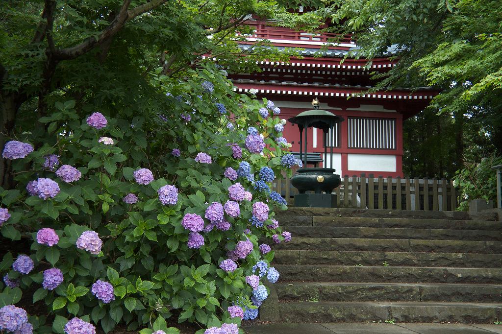 本土寺（紫陽花）_a0021270_1120269.jpg