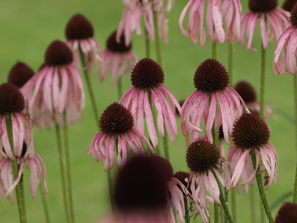 紫馬簾菊 ムラサキバレンギク と葉薊 ハアザミ の花 自然風の自然風だより