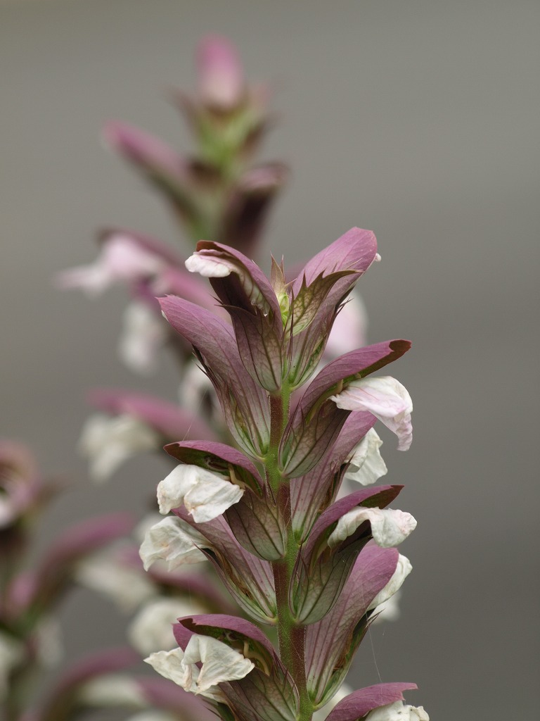 紫馬簾菊 ムラサキバレンギク と葉薊 ハアザミ の花 自然風の自然風だより 紫馬簾菊 ムラサキバレンギク と葉薊 ハアザミ の花 自然風の自然風だより