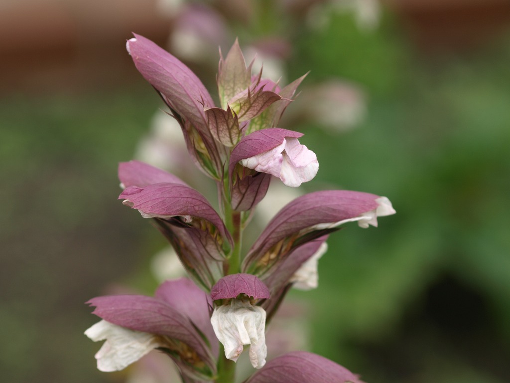 『紫馬簾菊(ムラサキバレンギク)と葉薊(ハアザミ)の花』_d0054276_20123676.jpg