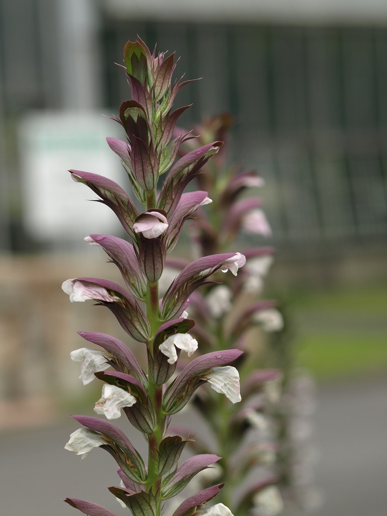 紫馬簾菊 ムラサキバレンギク と葉薊 ハアザミ の花 自然風の自然風だより 紫馬簾菊 ムラサキバレンギク と葉薊 ハアザミ の花 自然風の自然風だより