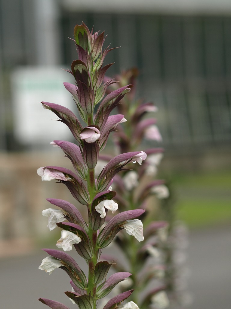 『紫馬簾菊(ムラサキバレンギク)と葉薊(ハアザミ)の花』_d0054276_20132271.jpg