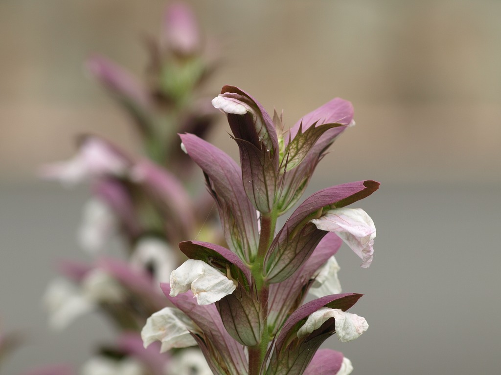 『紫馬簾菊(ムラサキバレンギク)と葉薊(ハアザミ)の花』_d0054276_2013321.jpg