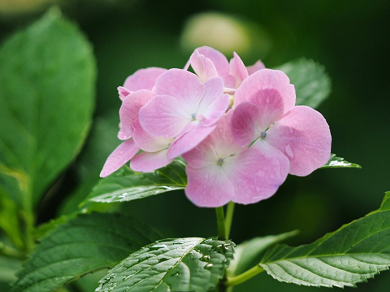 雨に濡れた紫陽花たち_d0316677_23222440.jpg