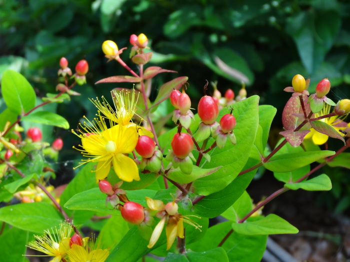 挿し木で育ったヒペリカムに 花と赤い実が ２０１４ ６ ２８ 川裾の季節便り