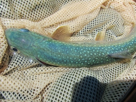 森とさかな　初夏の東北釣行_c0195284_1333471.jpg