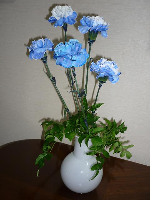 青いカーネーションを買ってきました! : 健気に育つ植物たち 青いカーネーションを買ってきました! : 健気に育つ植物たち