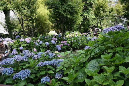 紫陽花を見に鎌倉へ No.2　長谷寺で紫陽花を堪能♡_e0194987_1821672.jpg