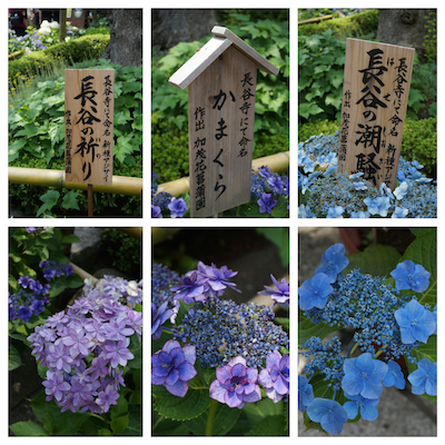 紫陽花を見に鎌倉へ No.2　長谷寺で紫陽花を堪能♡_e0194987_183516.jpg