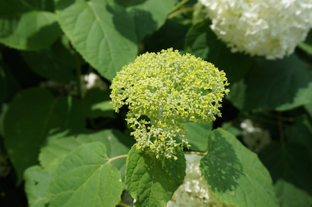 紫陽花を見に鎌倉へ No.2　長谷寺で紫陽花を堪能♡_e0194987_18818100.jpg