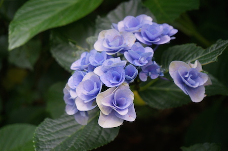 紫陽花を見に鎌倉へ No.2　長谷寺で紫陽花を堪能♡_e0194987_188451.jpg